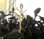 Jewel orchid 2015 001.JPG