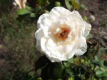 Saphrona rose.jpg