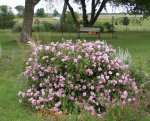 caldwell pink crop.jpg