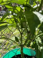 IMG_0117.jpeg