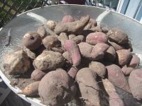 sweet potato harvest 2023.JPG