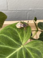 IMG_4936.jpeg