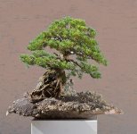 japanese white pine1.jpg