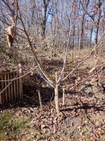 English Walnut 1.jpg