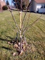 English Walnut 2.jpg
