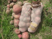 potatoe bags.JPG