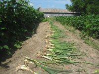 drying onions.JPG