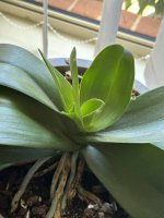 IMG_1054.jpeg