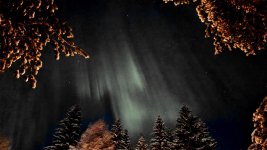 Foxfires e.jpg Foxfires e.jpg