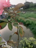 IMG_20240417_181235.jpg