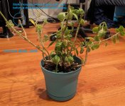 currentPlantInside.jpg