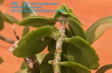 currentPlantInsideBugs.jpg