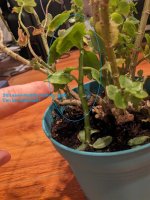 currentPlantInsideHealthyStalk.jpg