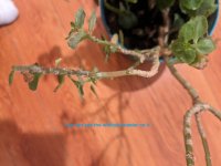 currentPlantInsideWhitePowder.jpg