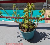 currentPlantOutside.jpg
