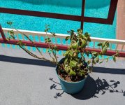 currentPlantOutside2.jpg