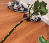sickPlant.jpg