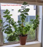 youngerPlant3Big.jpg