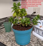 youngerPlant5Blue.jpg