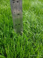 grass3.jpeg