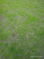 grass4.jpeg