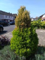 Cupressus Wilma Pyramid dying 03.jpg