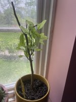 IMG_9585.jpeg
