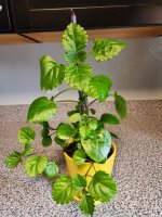 Plant1.jpg