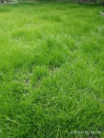 grass7.jpeg