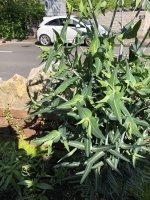 IMG_2193.jpeg