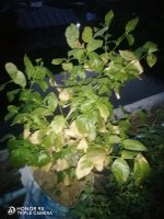 IMG_20240522_185842.jpg