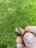 IMG_6931.jpeg