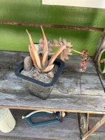 IMG_3037.jpeg