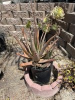 IMG_3034.jpeg