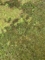 IMG_0796.JPEG