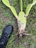 IMG_2069.jpeg