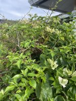 IMG_4212.jpeg
