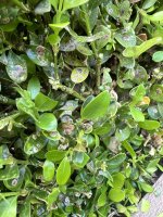 IMG_7824.jpeg