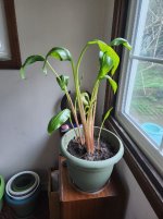 Calla.jpg