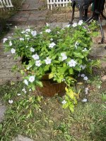 IMG_2565.JPG