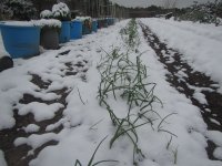 onions snow 2025.JPG