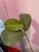 IMG_8051.jpg