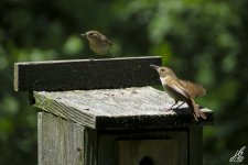 IMG_2594 copy.jpg