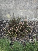 IMG_1109.jpeg