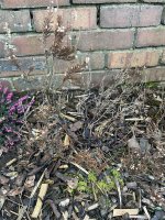 IMG_1112.jpeg