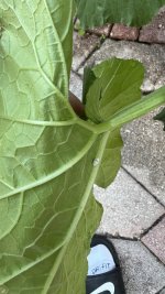 IMG_2535.jpeg
