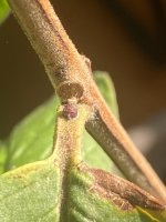 IMG_4737.jpg