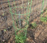 trellis 1.JPG