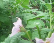 delicate potato plant blooms.JPG