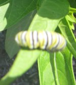 catapiller id 2.JPG